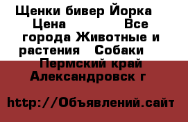 Щенки бивер Йорка  › Цена ­ 30 000 - Все города Животные и растения » Собаки   . Пермский край,Александровск г.